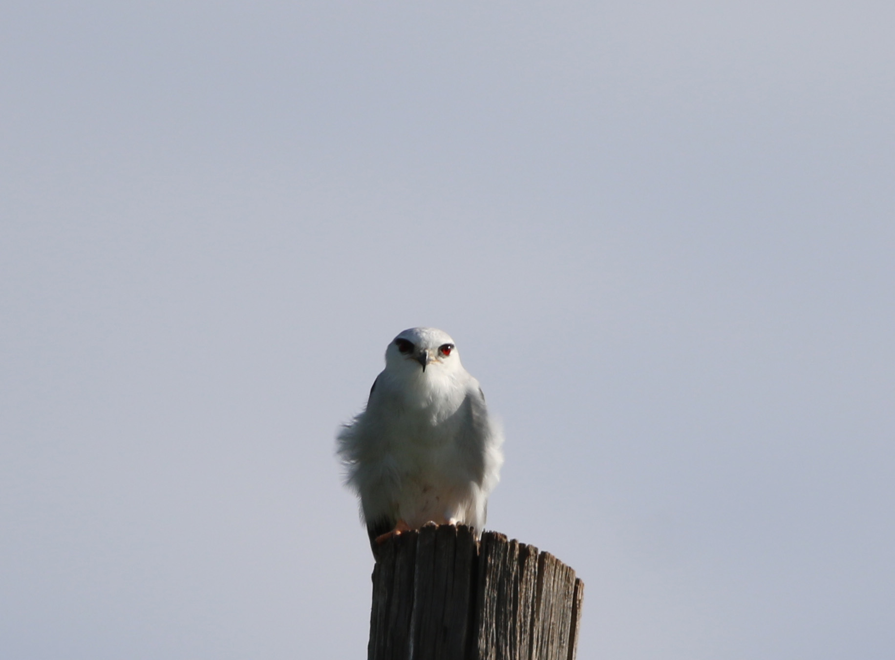 Black-winged Kite